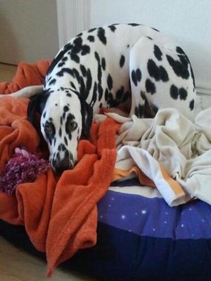 cover image of Vom Glück einen Hund zu haben
